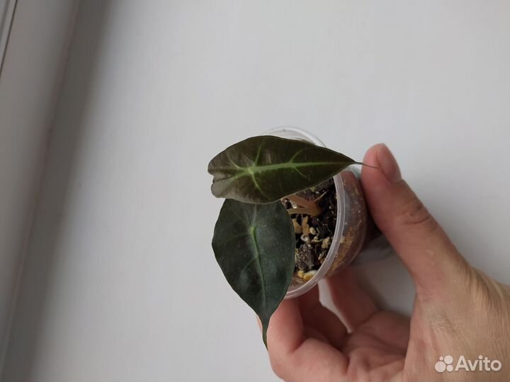 Распродажа излишек