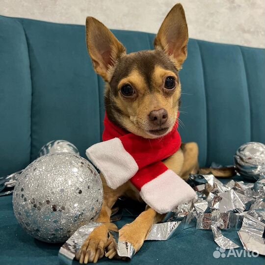 Передержка собак/зоогостиница