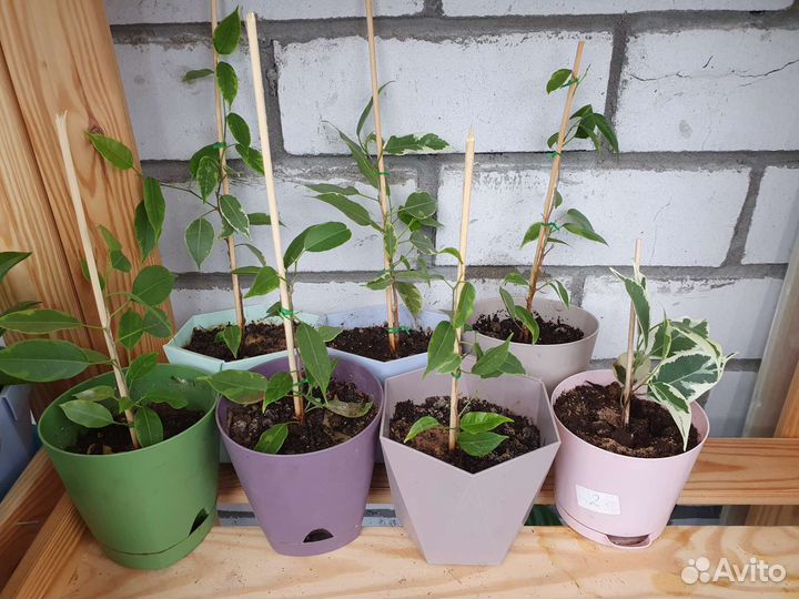 Фикус. Комнатные растения