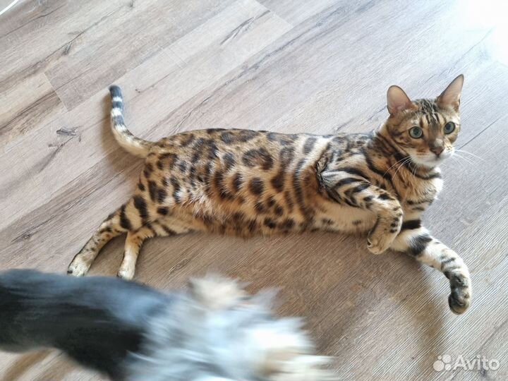 Бенгальская