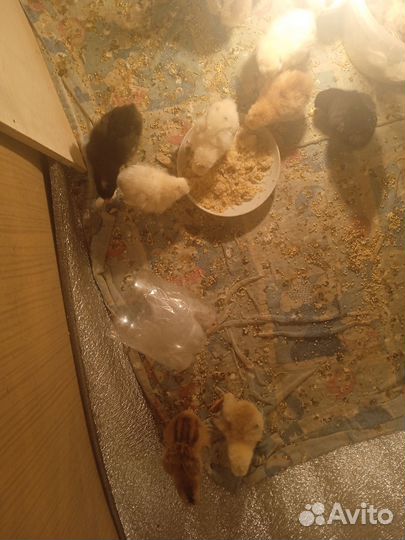 Цыплята суточные