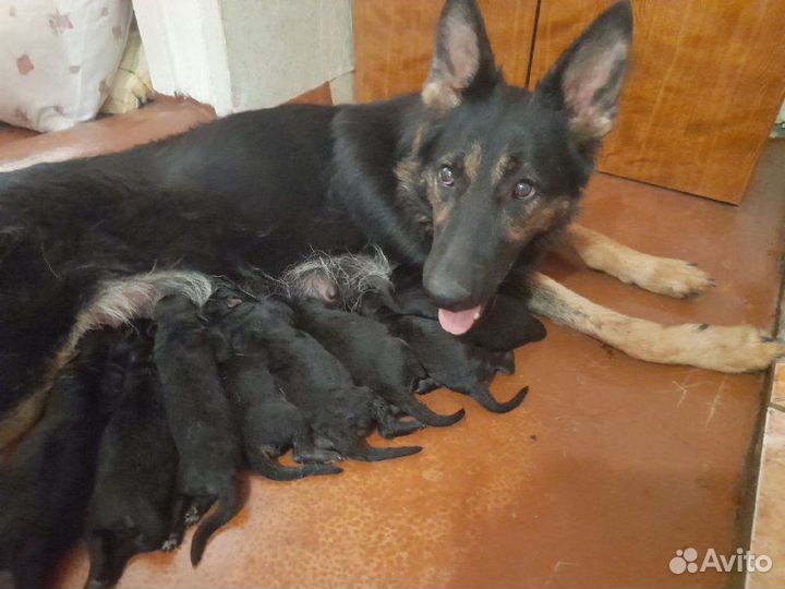 Щенки немецкой овчарки