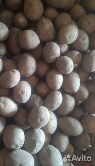 Картофель сорт 