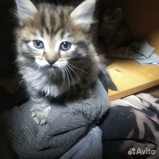Кошки бесплатно