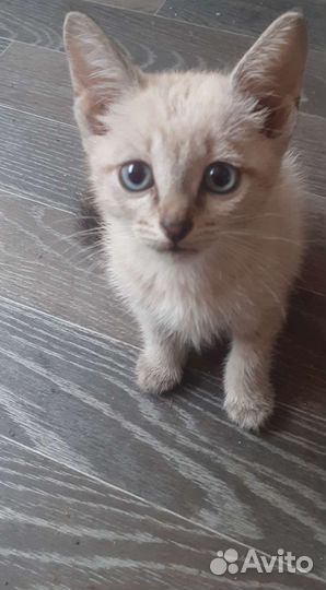 Котята бесплатно,отдам в хорошие руки,девочки