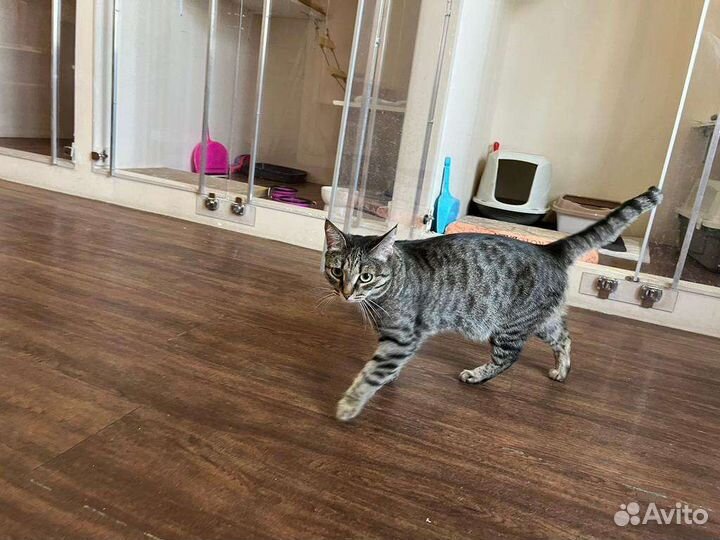 Кошки в добрые руки бесплатно