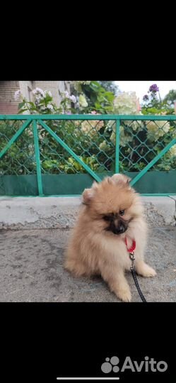 Щенок Шпица мальчик