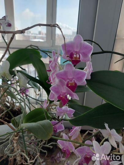 Орхидея фаленопсис