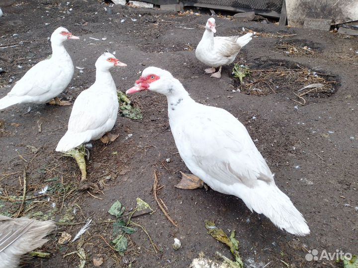 Селезне индоутки