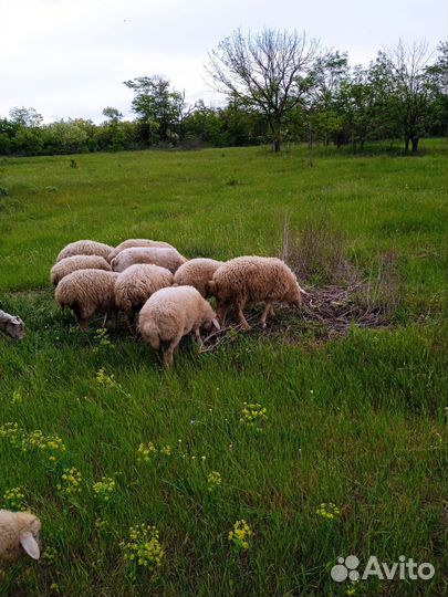 Овцы бараны