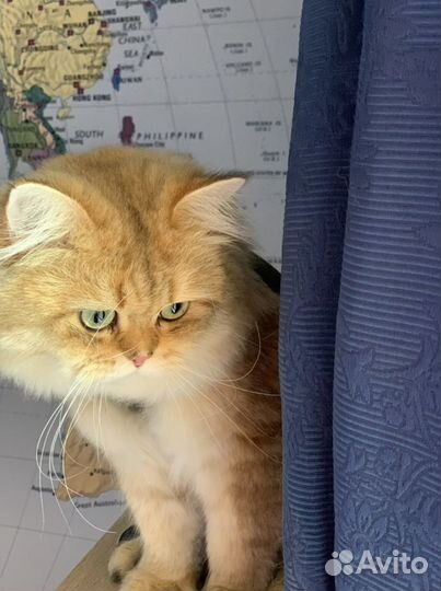 Вязка/продажа Шотландский прямоухий кот