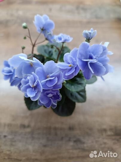 Фиалка Н-Серебряный дым