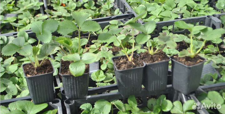 Рассада клубники