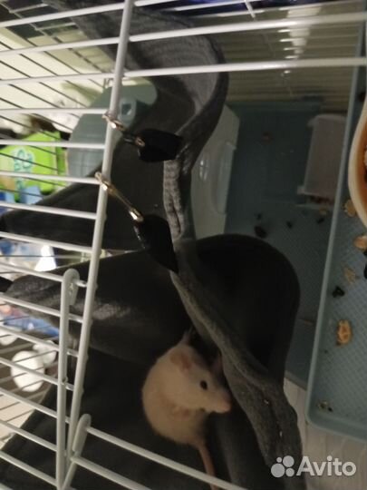 Крыса дамбо