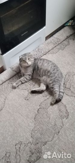 Найден кот