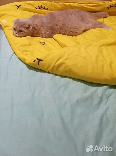 Передержка кошек и собак