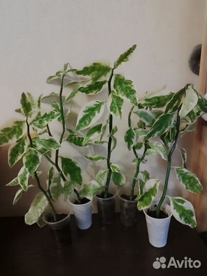 Педилантус