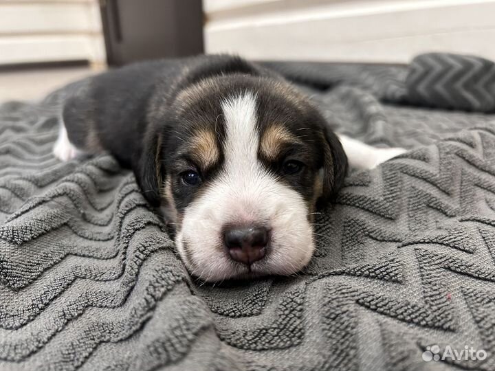 Щенки бигль