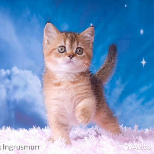 Котята шотландские