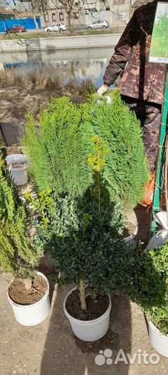 Саженцы туи хвойные итд