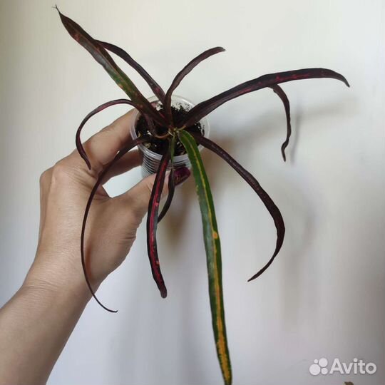 Кодиеум кротон