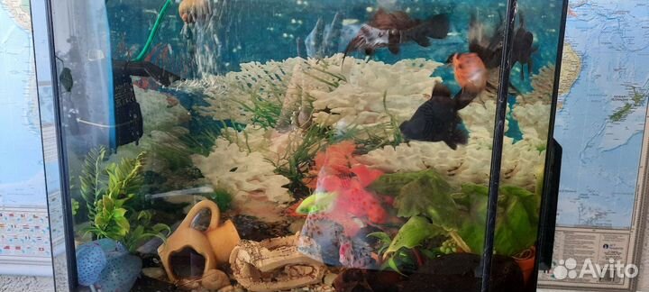 Аквариум с рыбками