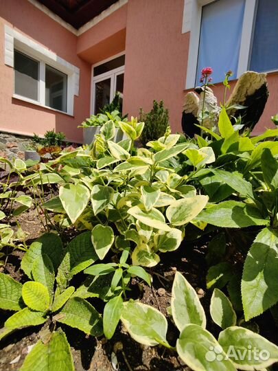 Клематис розовый,Барвинок, бересклет,агава пестрая