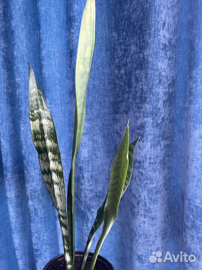 Сансевиерия (тещин язык) взрослое растение