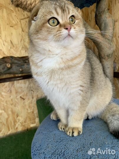 Шотландский кот на вязку