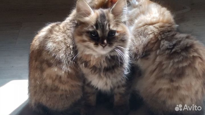 Котята в добрые руки