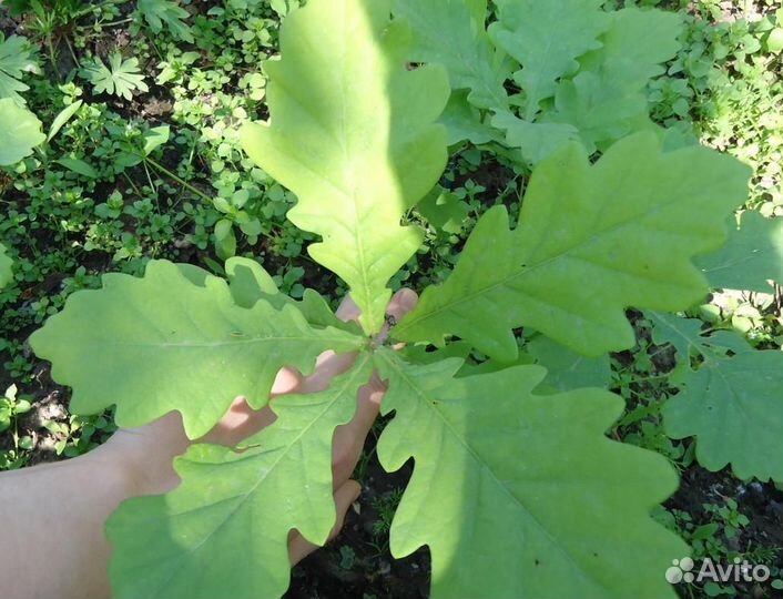 Дуб, клён саженцы