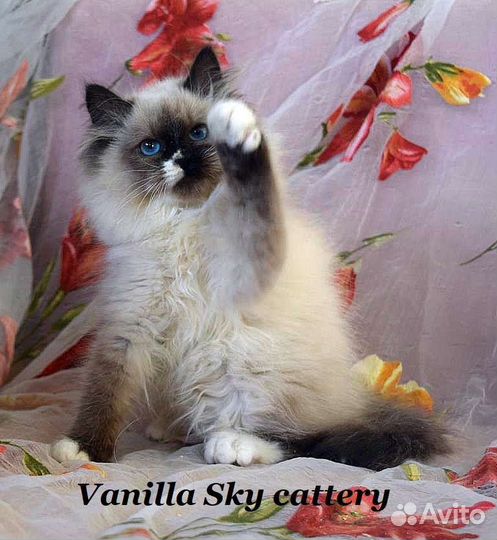 Голубоглазое очарование