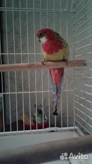 Попугай розелла