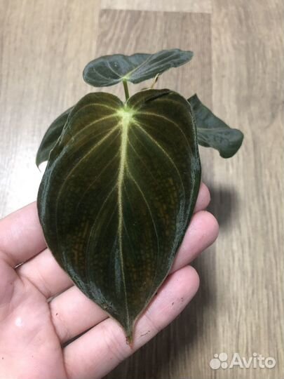 Филодендрон Меланохризум