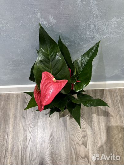 Антуриум майне d14