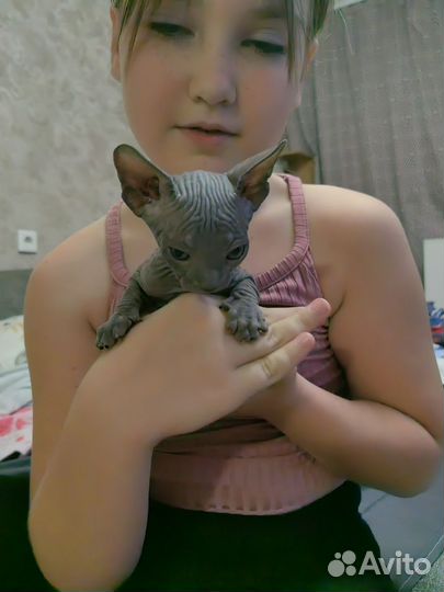 Канадский сфинкс