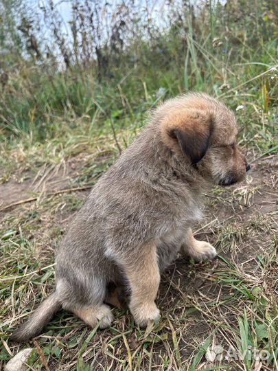 Щенок мальчик