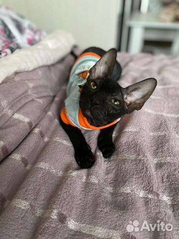 Канадский сфинкс вязка