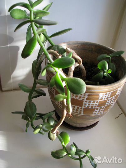 Денежное дерево