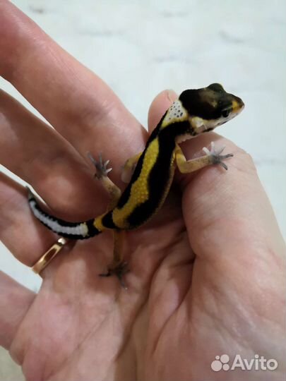 Эублефар геккон