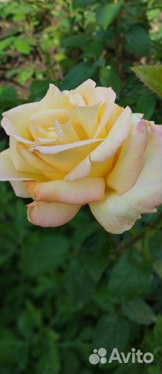 Букет роз, лилий