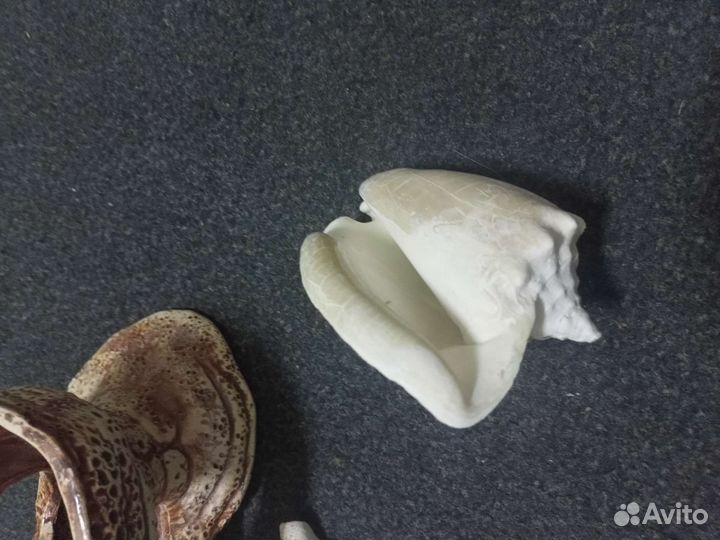 Морские ракушки раковины