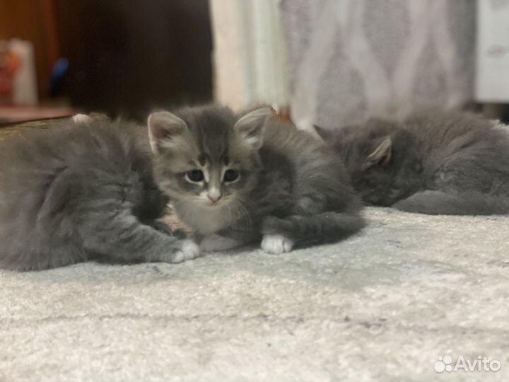 Котята в добрые руки бесплатно