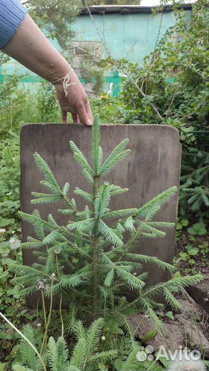 Саженцы ель голубая