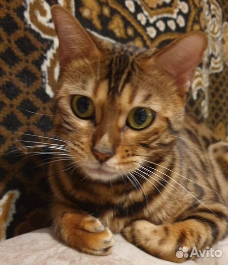 Бенгальская кошка
