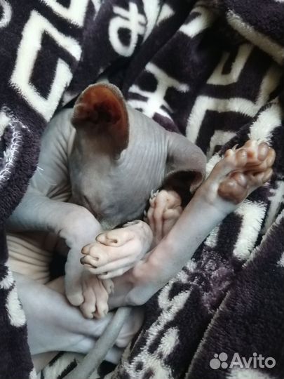 Сфинкс в добрые руки