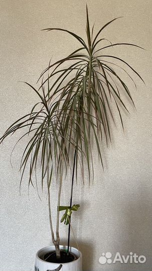 Пальма драцена