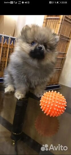 Продаются щенки породы шпиц