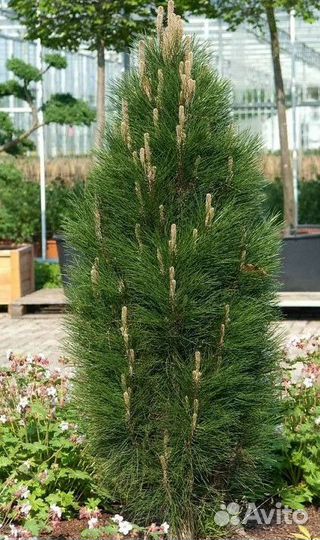 Сосна Грин Тауэр