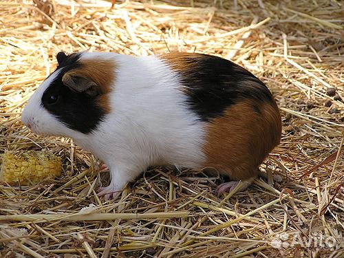 Продаю гладких морских свинок малыши